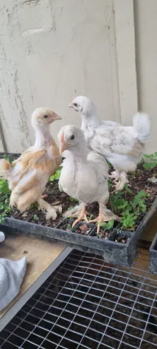 Pintinhos brahma lemom 40 dias