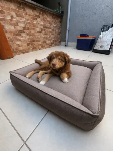 Cama pet - com zíper alta durabilidade