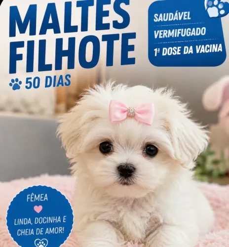 Maltês filhote