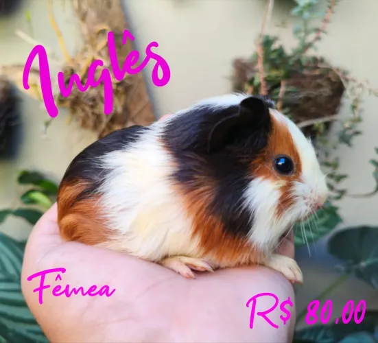 Porquinho da Índia