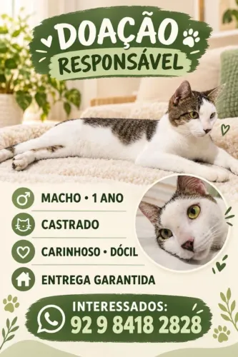 Doação.Gato Macho.castrado.1 ano