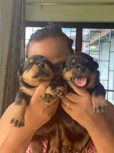 Rottweiler Para quem procura um cãozinho diferenciado