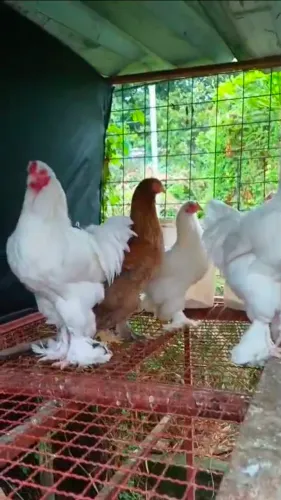 Trio de Galinhas Brahmas