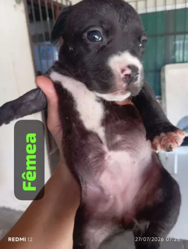 Cachorro Pitbull América staffordshire terrier 