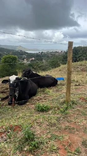 Vaca 