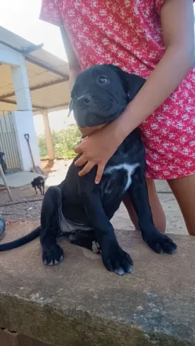 Cane corso