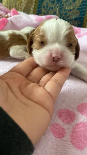 Cavalier king charles fotos reais 