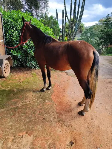 Égua mangalarga pampa