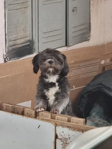 Doa-se cachorro adulto da raça shih tzu