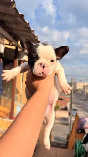 Filhote Bulldog Francês Macho