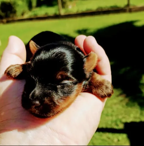 Lindos Filhotes de Yorkshire.