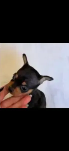 Machinho 0