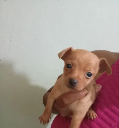 Pinscher macho