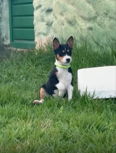 Basenji 