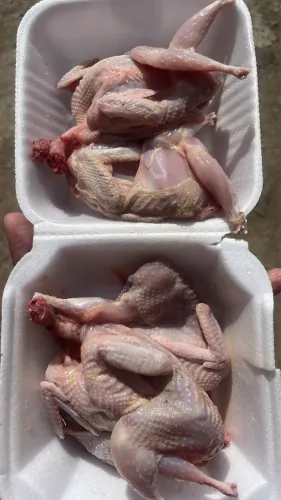 Codornas abatidas na hora 