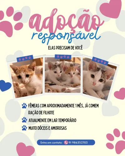 Adoção gatinhas