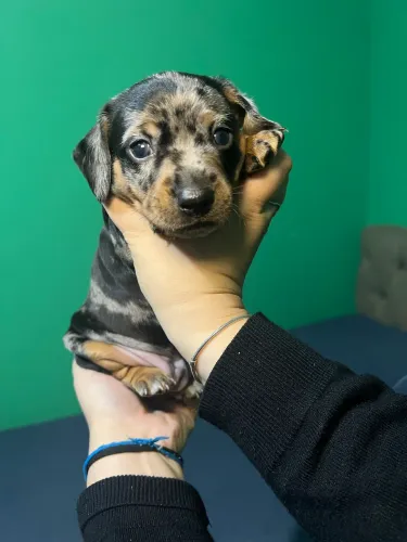 Filhotes de Dachshund (Salsicha) Disponíveis!