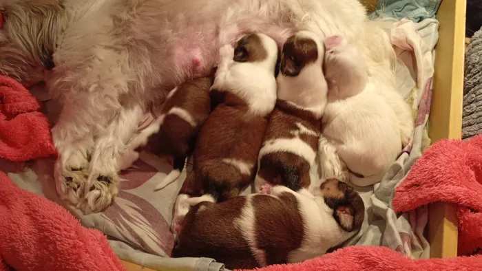 Vendo filhote de Shi tzu
