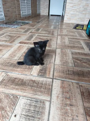 Doação filhote gato