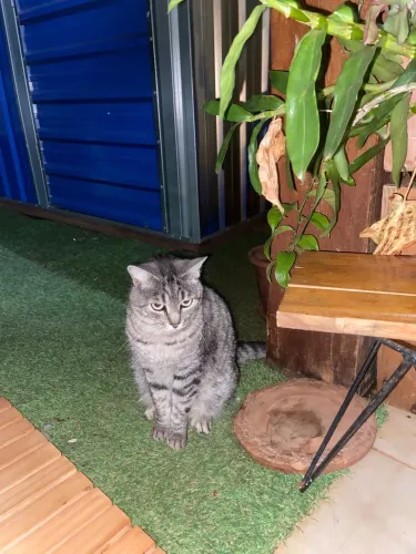 Gata 2 anos 