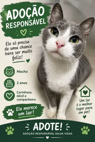 Gato macho adulto