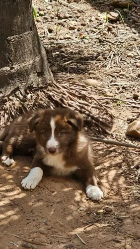 Border collie, disponível para retirada