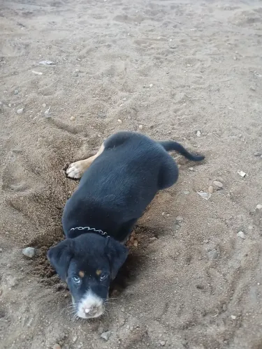 Adoção de filhotes de cães 