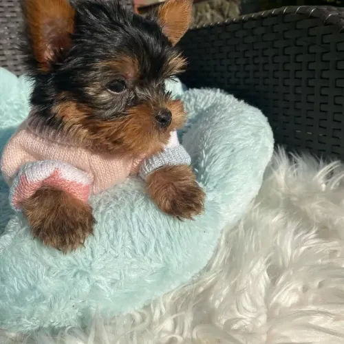 Aprendem rápido, mas tendem a seguir sua própria vontade