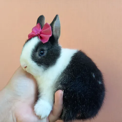 Coelho Anão Netherland Dwarf Menor Coelho do Mundo 