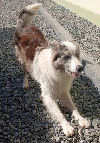 Doa se border collie 