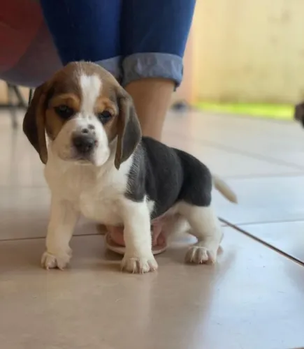 beagle 54 dias  com pedigree e contratinho