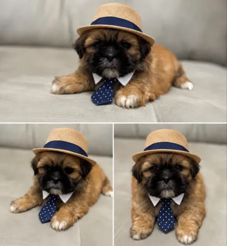 Shitzu macho 