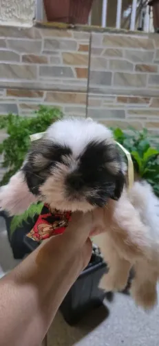 Shihtzu macho super pequeno 
