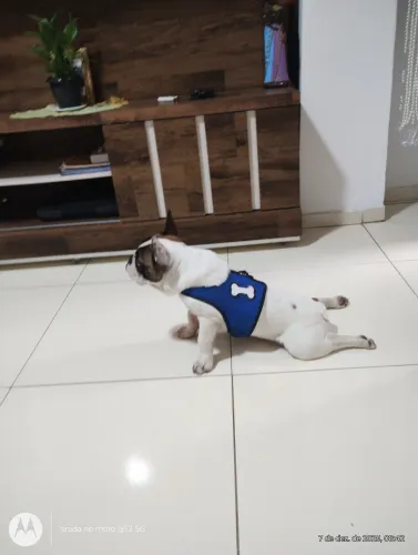 Bulldog francês macho