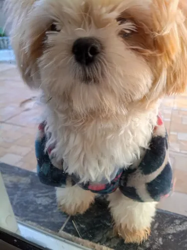 Minha cachorrinha tá cio procuro um macho para cruzar