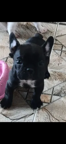 Buldogue frances  filhote.