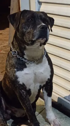 Doando American Bully 