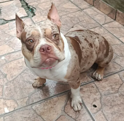 American bully