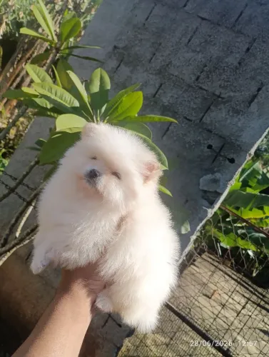 Lindos filhotes de Spitz alemão branco ?