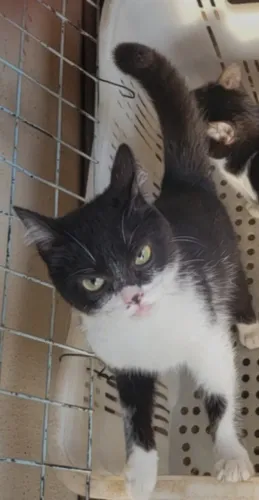Doação de gatos