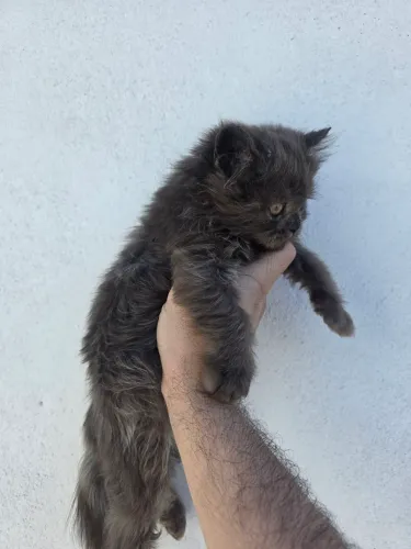 Gato persa