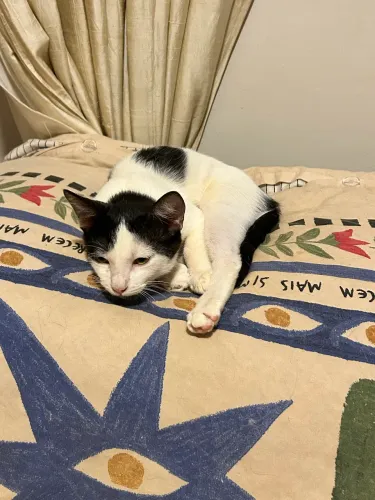 Gatinho dócil para doação
