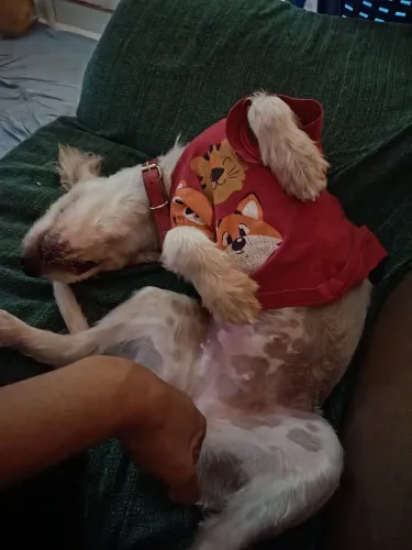 Cadela porte pequeno para adoção 