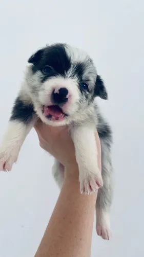 Border Collie Slate/Ardósia Merle Fêmea PELAGEM RARA 