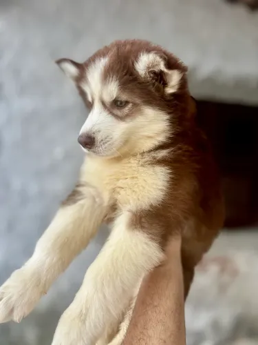 Husky Siberiano