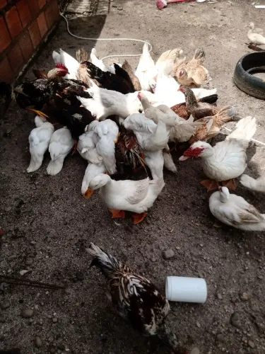Patos 