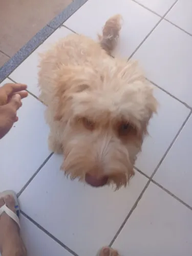 Lindo Filhote Tipo Poodle 6 Meses Super Dócil e Peludinho