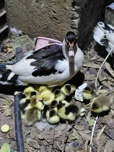 Filhotes e ovos de patos