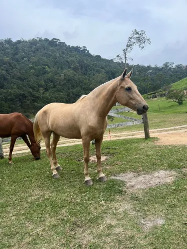 CAVALO ÉGUA MANGALARGA 