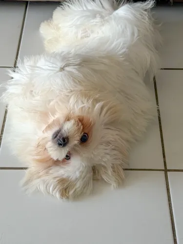 Cachorro Maltês
